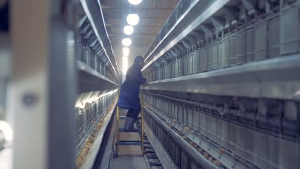 Tovární zaměstnance je lezení žebřík ke kontrole na baby kuřata na horní straně — Stock video