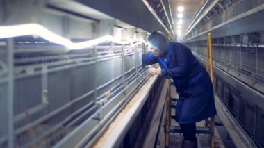 Fabrika işçisi birkaç küçük tavuk onların kafes çıkarıyor 