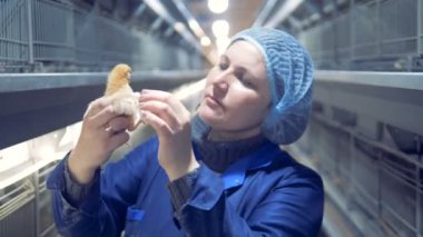 Küçük bir tavuk teftiş bir fabrika çalışanı yakın çekim
