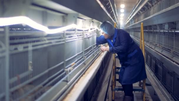 Fabrieksarbeider onderneemt verschillende kleine kippen uit van hun kooien — Stockvideo