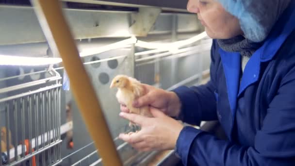 Fabrikmitarbeiterin kontrolliert ein kleines Huhn, legt es in den Käfig und blickt in die Kamera — Stockvideo