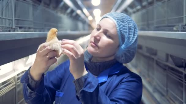 Close up de um funcionário da fábrica inspecionando um pequeno frango — Vídeo de Stock