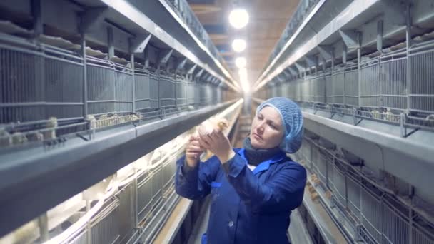 Un pollo piccolo sta per essere esaminato e poi un altro è anche ottenere ispezionato da un dipendente femminile — Video Stock