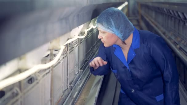 Робітниця заводу жінка бере невеликий курка зі своєї клітки для огляд — стокове відео