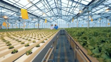 Tepsiler lahanası ve köklerin yeşil salata ile sera işçileri içinde belgili tanımlık geçmiş. 4k.