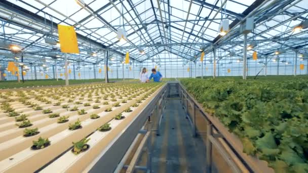 Plateaux avec des germes et une salade verte entièrement cultivée avec des travailleurs de serre en arrière-plan. 4K . — Video