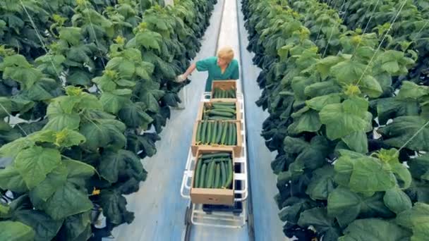 Il concetto di agricoltura ecologica. Un operaio della serra sta percorrendo il corridoio alla ricerca di cetrioli maturi da raccogliere — Video Stock