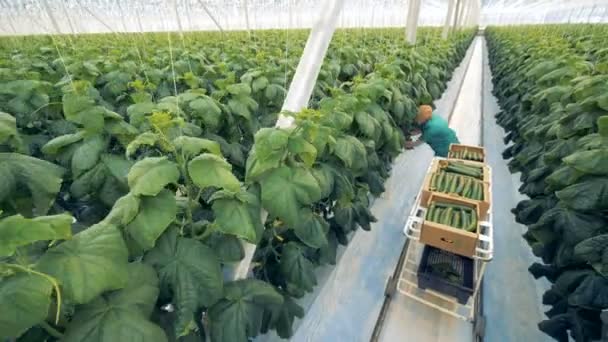 Le travailleur de la verdure marche le long du passage, cueille les concombres mûrs et les met dans les boîtes . — Video