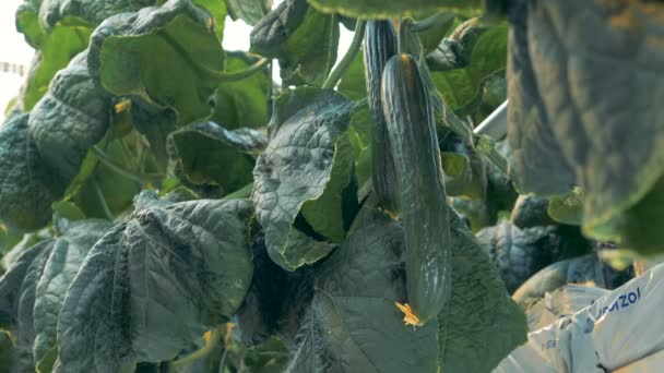 Close up van een rijpe komkommer afgesneden van een struik — Stockvideo