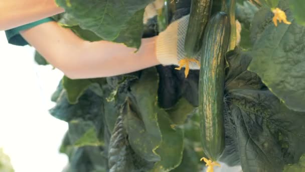 Sera çalışan bir salatalık kesiyor. 4k. — Stok video