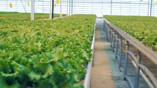 Primer plano de muchas filas de lechugas verdes criadas en una amplia vegetación — Vídeos de Stock