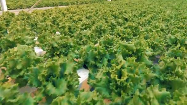 Ovanifrån av sallad tofsar växer i en rymlig grönska. Eco matkoncept. — Stockvideo