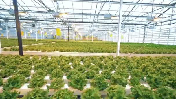 Burjánzó üvegházhatást okozó teljes cserepes saláta — Stock videók
