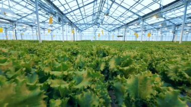 Büyük marul tarlaları bir sera içinde. Endüstriyel sebze üretim: damla sulama ile modern Eko-üretim