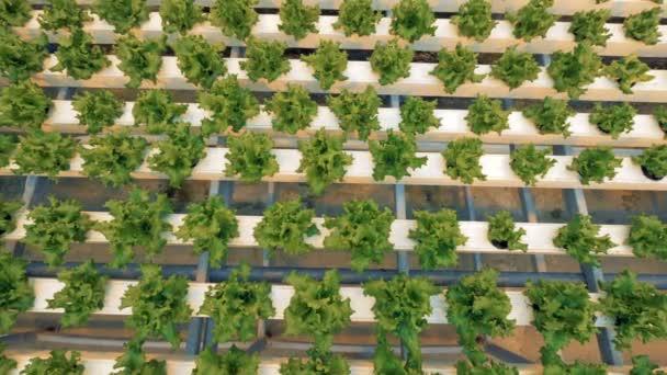 Vue de dessus de nombreuses lignes transversales avec de la laitue poussant dans des pots de fleurs — Video