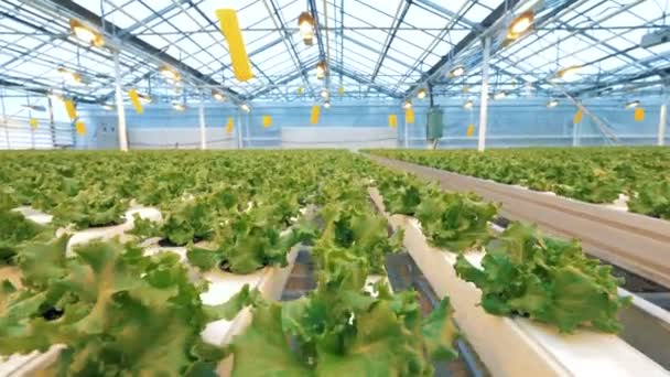 Reihen von Plattformen mit Salatblumentöpfen. modernes Gewächshaus in Innenräumen. — Stockvideo