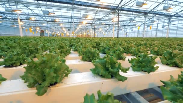 Slow motion footage of small lettuce bushes in a greenhouse. Modern farming: growing cucumbers in an automated greenhouse. Industrial vegetable production: modern eco-production with drip irrigation — Stock Video