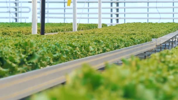 Перегляд тла на розсаді салату в зелені динамічно перетворюється на вид спереду — стокове відео