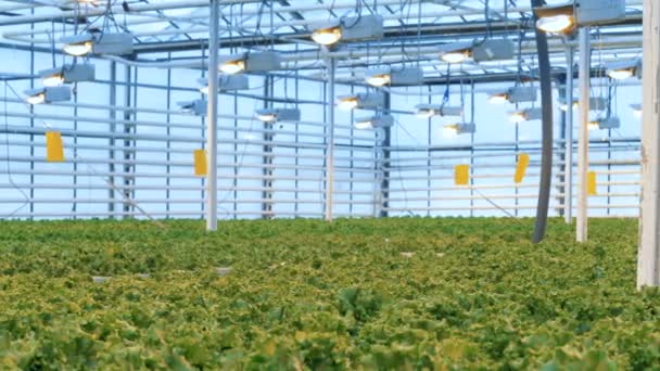 Unidad de vegetación con gran cantidad de plantas en crecimiento — Vídeos de Stock