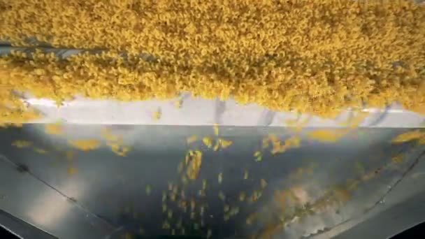 Voedsel verwerkingsbedrijf. Macaroni productieproces, macaroni vallen in à la carte machine. — Stockvideo