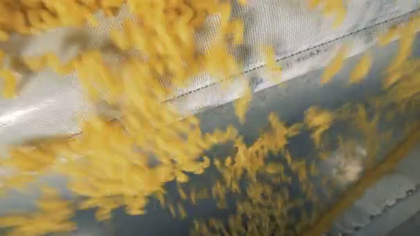 Manufacture of macaroni in a food factory. Close-up. — Stock Video