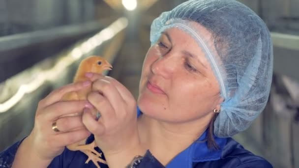 Kvinnliga veterinär porträtt... et kvinna håller en liten kyckling i händer, närbild. — Stockvideo