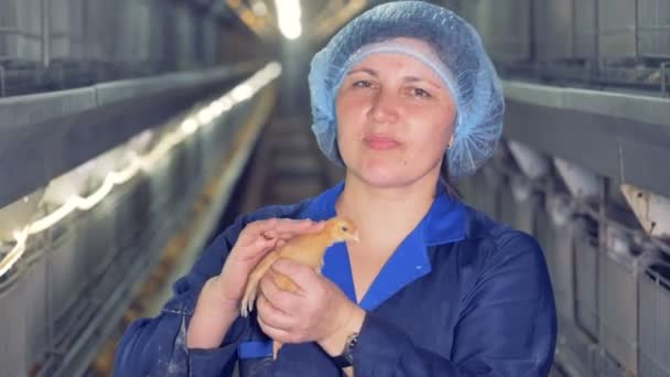Vet woman tenderly pats a little chicken, close up. Female veterinarian portrait. — Stock Video