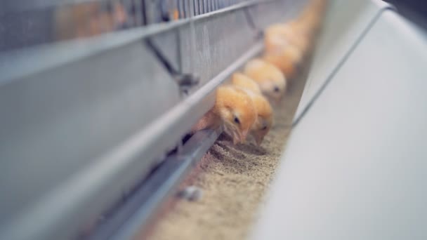 Los pollitos comen granos en una granja, de cerca . — Vídeos de Stock