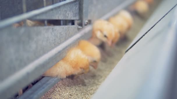 Several chicks eat grains in cage, close up. — Stock Video
