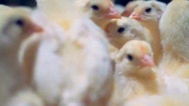 Piliçler otur ve sıkı bir kafese atlamak, yakın çekim.