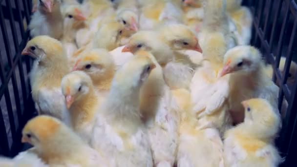 Poultry chicks jump in cage, close up — Stock Video