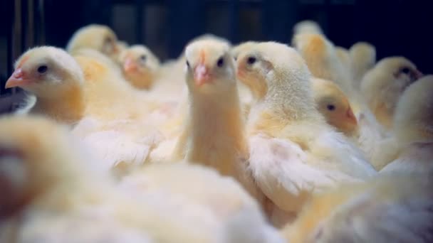 Små kycklingar sitter i en metall bur, närbild. — Stockvideo