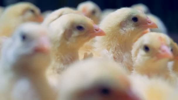 Los polluelos amarillos están en una jaula de pájaros, de cerca . — Vídeos de Stock