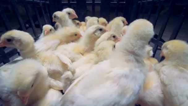 En metall bur fylld med små kycklingar, närbild. — Stockvideo