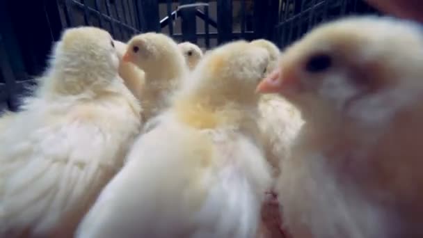 Chicks are placed in one metal cage, close up. — Stock Video