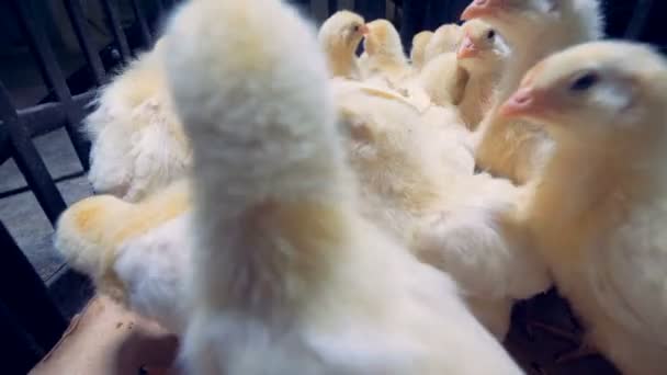 Un homme agite près d'une cage avec des poussins, gros plan . — Video