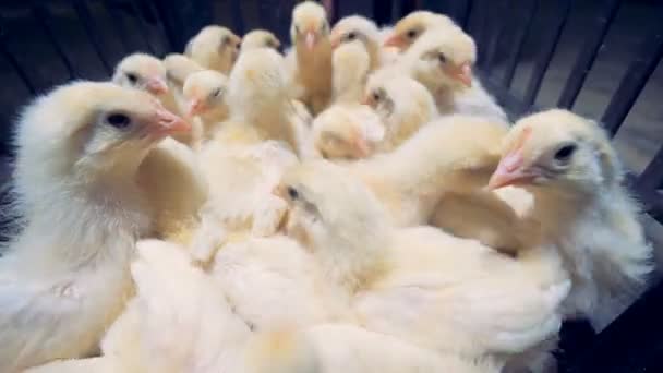 Un homme applaudit ses mains en faisant sauter les poussins, gros plan . — Video