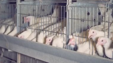 Beyaz tavukların bir ahırda onların yemek yemek, yakın çekim.