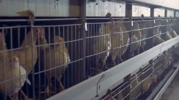 As galinhas sentam-se nas gaiolas, de perto. . — Vídeo de Stock