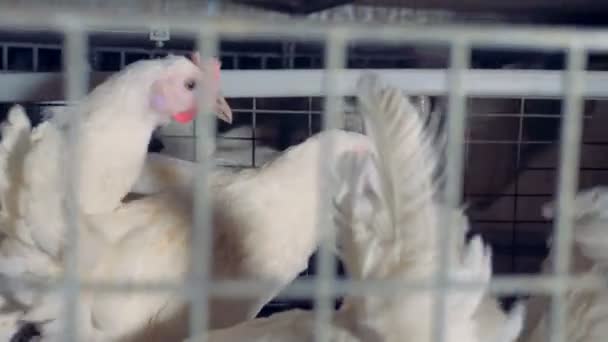 Una gallina camina entre otras gallinas en una jaula . — Vídeo de stock