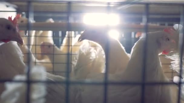 Gaiola de galinhas iluminada com luz solar, close-up . — Vídeo de Stock