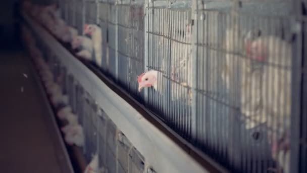 Dos gallinas comen su comida en aves de corral . — Vídeos de Stock