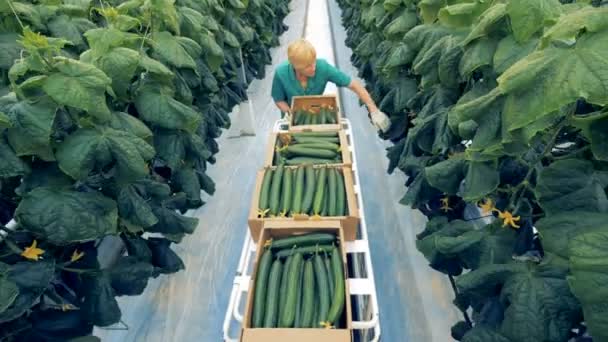 Harvesting process of cucumbers held by an employee in a greenery. Eco farm products concept. — Stock Video