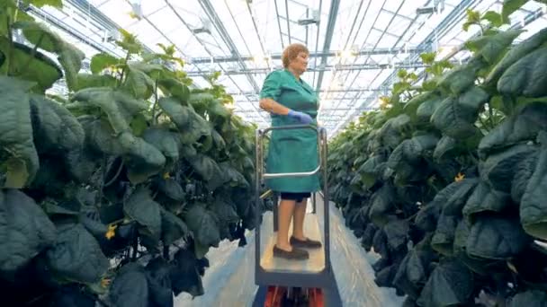 Trabalhador de estufa está de pé em uma plataforma em movimento, passando por ele e verificando plantas de pepino . — Vídeo de Stock