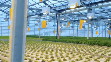 Marul büyüyen cam ev tam dinamik geniş açı bakış. Steadicam atış.