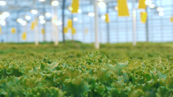 Statické přechod z předního pohledu do pozadí pohledu zeleného salátu rostlin. — Stock video