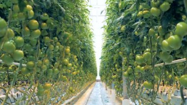 Yavaş hareket süreci boyunca işleyen bir sera Stones