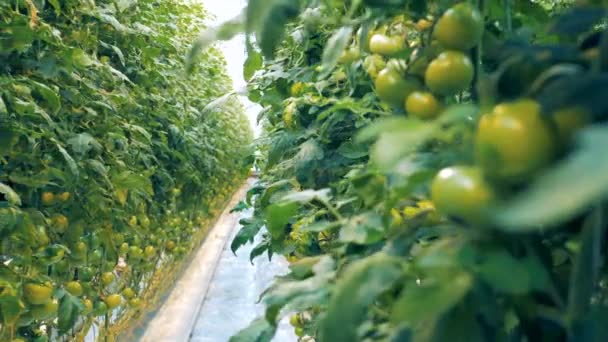 Grüner Gehölz aus Tomatensträuchern wächst in einem Wärmehaus — Stockvideo
