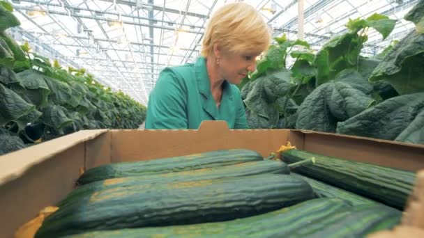 Vrouwelijke groen werknemer is het verzamelen van volwassen komkommers en zetten hen in kartonnen dozen in een nauwe — Stockvideo