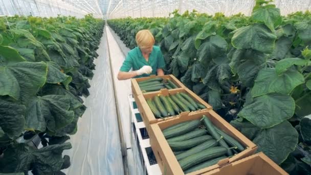 Top view of a greenhouse worker gathering mellow cucumbers into boxes and pulling a trolley — Stock Video